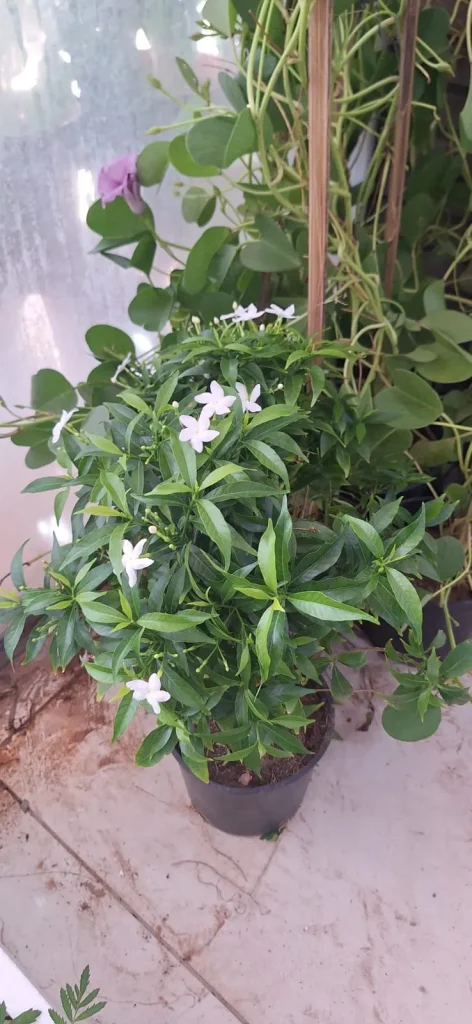 محل فل قريب مني شركة بساتين الرياض