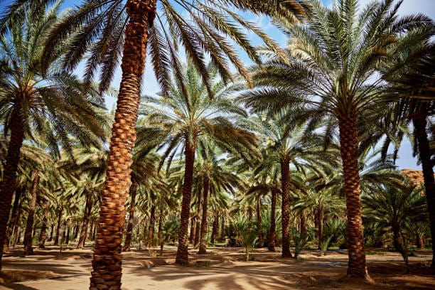 مشاتل النخيل من شركة بساتين الرياض