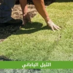 الثيل الياباني