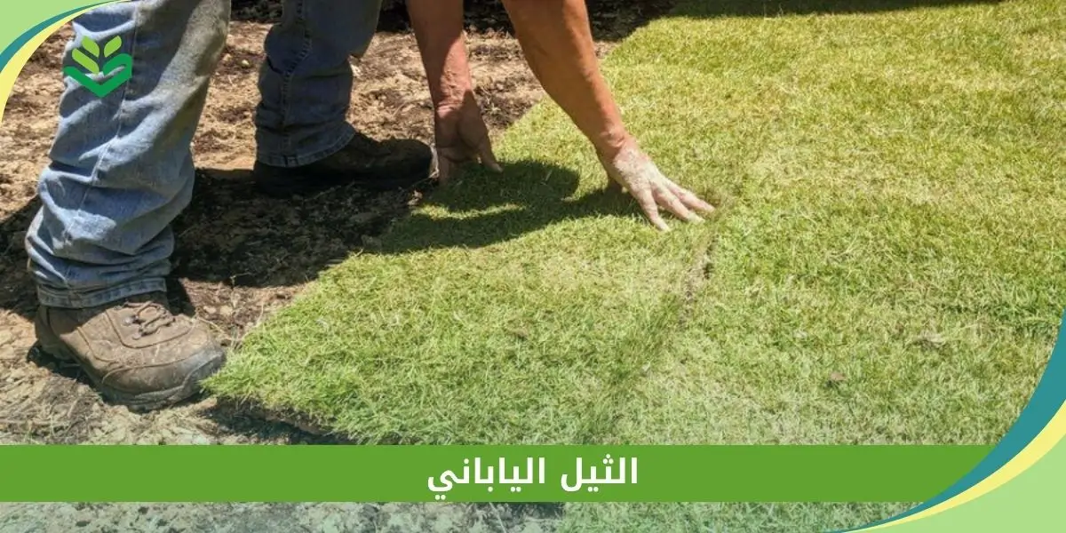 الثيل الياباني