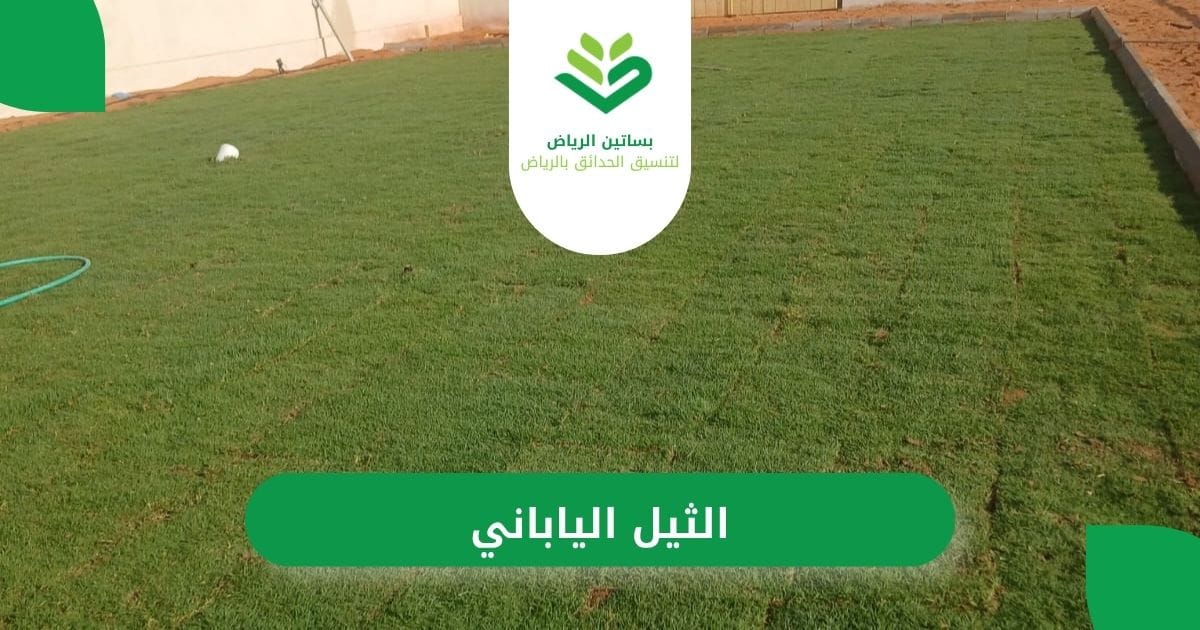 بساتين الرياض أفضل شركة لزراعة الثيل الياباني بالرياض