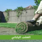 العشب الياباني