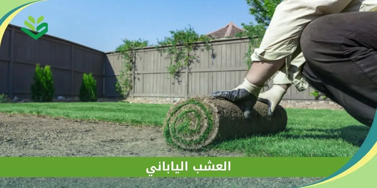 العشب الياباني