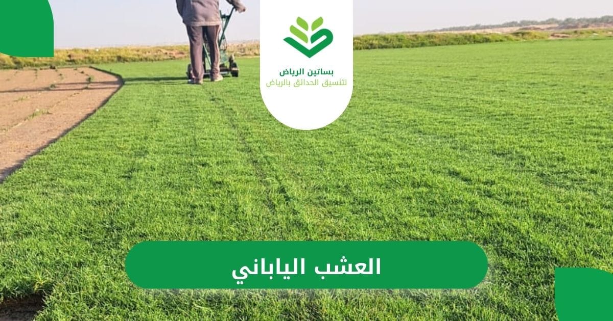 بساتين الرياض أفضل شركة لزراعة العشب الياباني بالرياض
