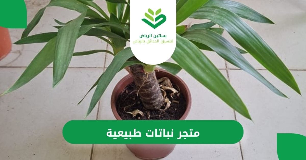 بساتين الرياض أفضل متجر نباتات طبيعية