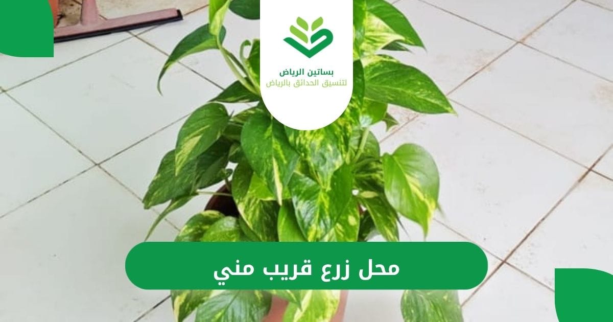 بساتين الرباض أرخص محل رزع قرب مني