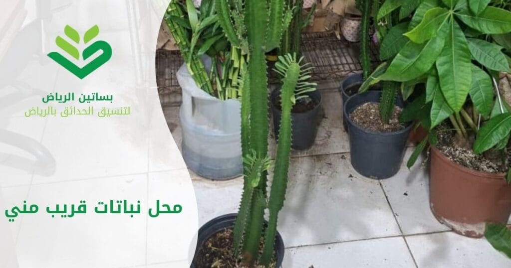 بساتن الرياض أفضل محل نباتات قريب مني
