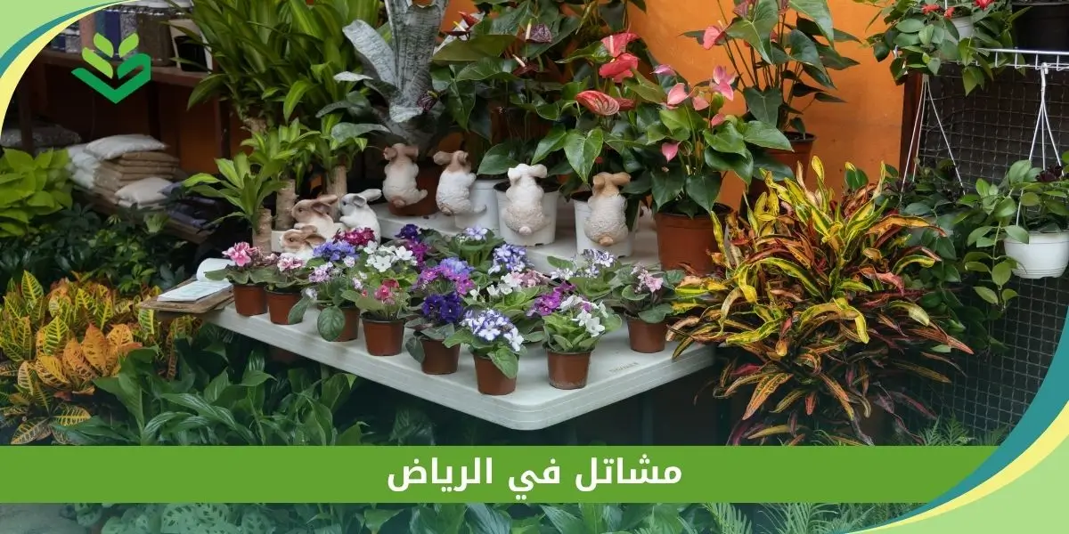 مشاتل في الرياض